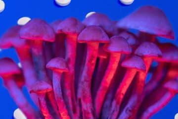 magic mushrooms as a better alternative to ssris for depression and libido