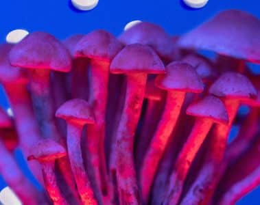 magic mushrooms as a better alternative to ssris for depression and libido